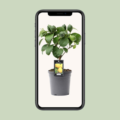 Citrus Lemon op Stamm – kompakter Zitronenbaum Ø15cm