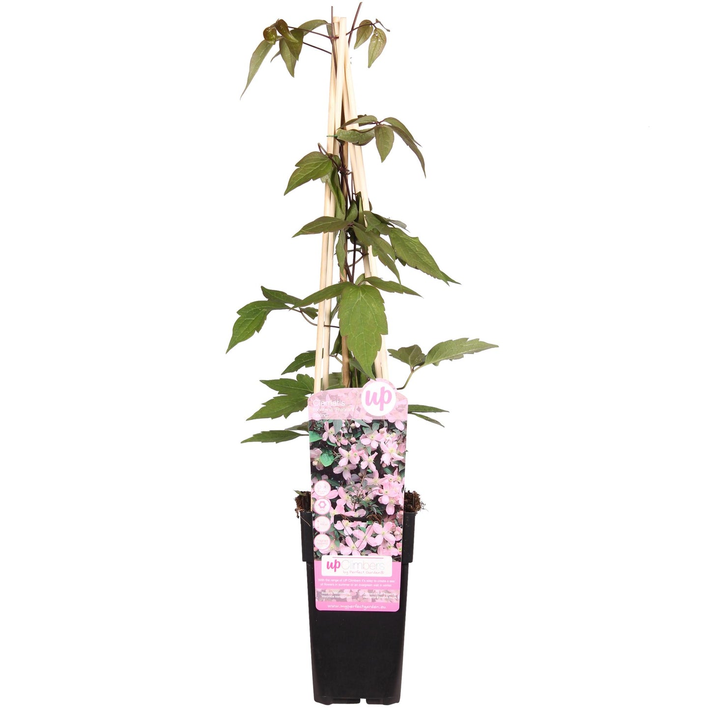 Clematis Montana 'Fragrant Spring' – Duftende Kletterpflanze Ø15cm
