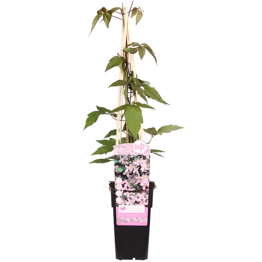 Clematis Montana 'Fragrant Spring' – Duftende Kletterpflanze Ø15cm