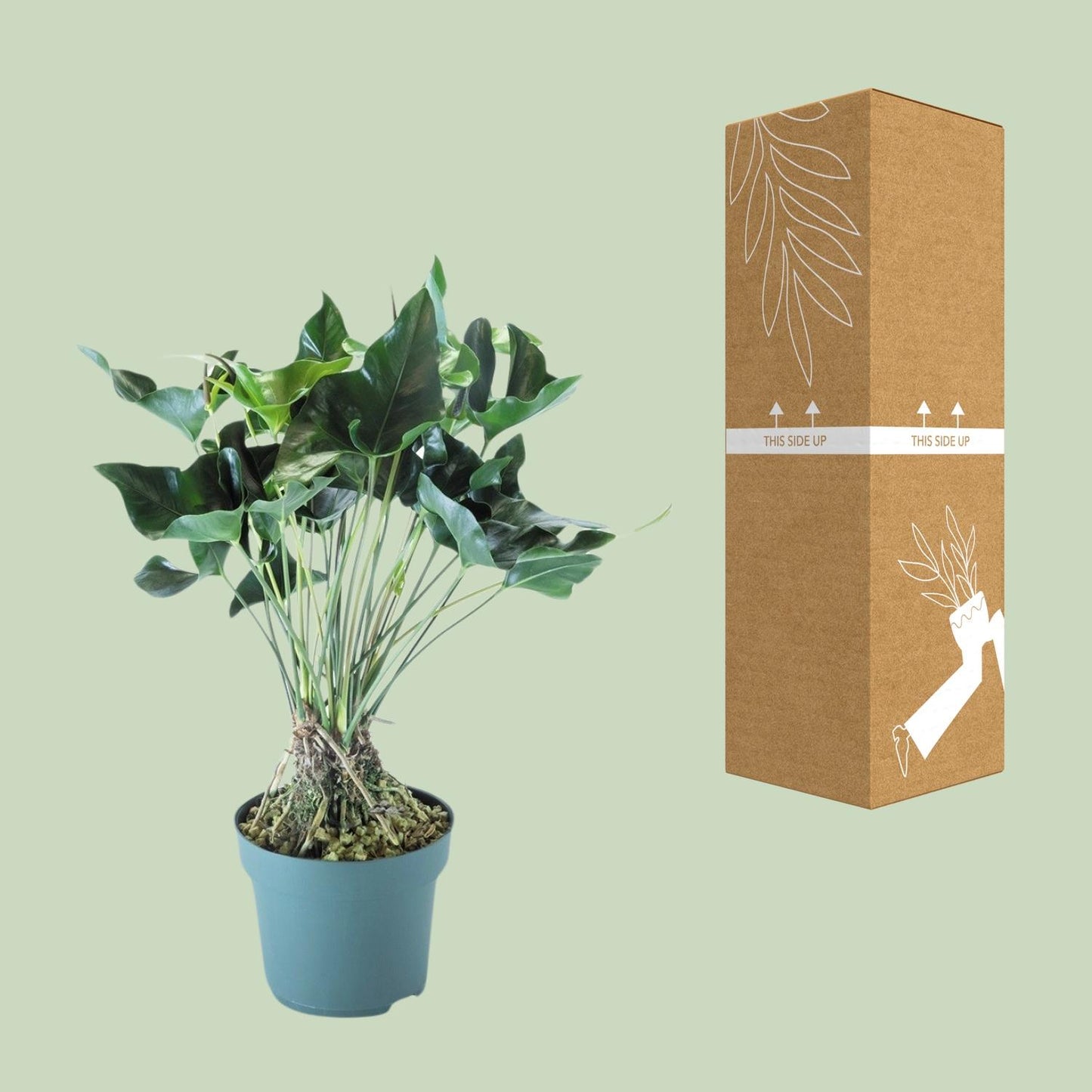Anthurium Arrow – Pflegeleichte tropische Zimmerpflanze Ø30cm