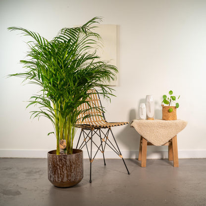 Areca-Palme mit Topf – 130 cm – Ø 24 cm