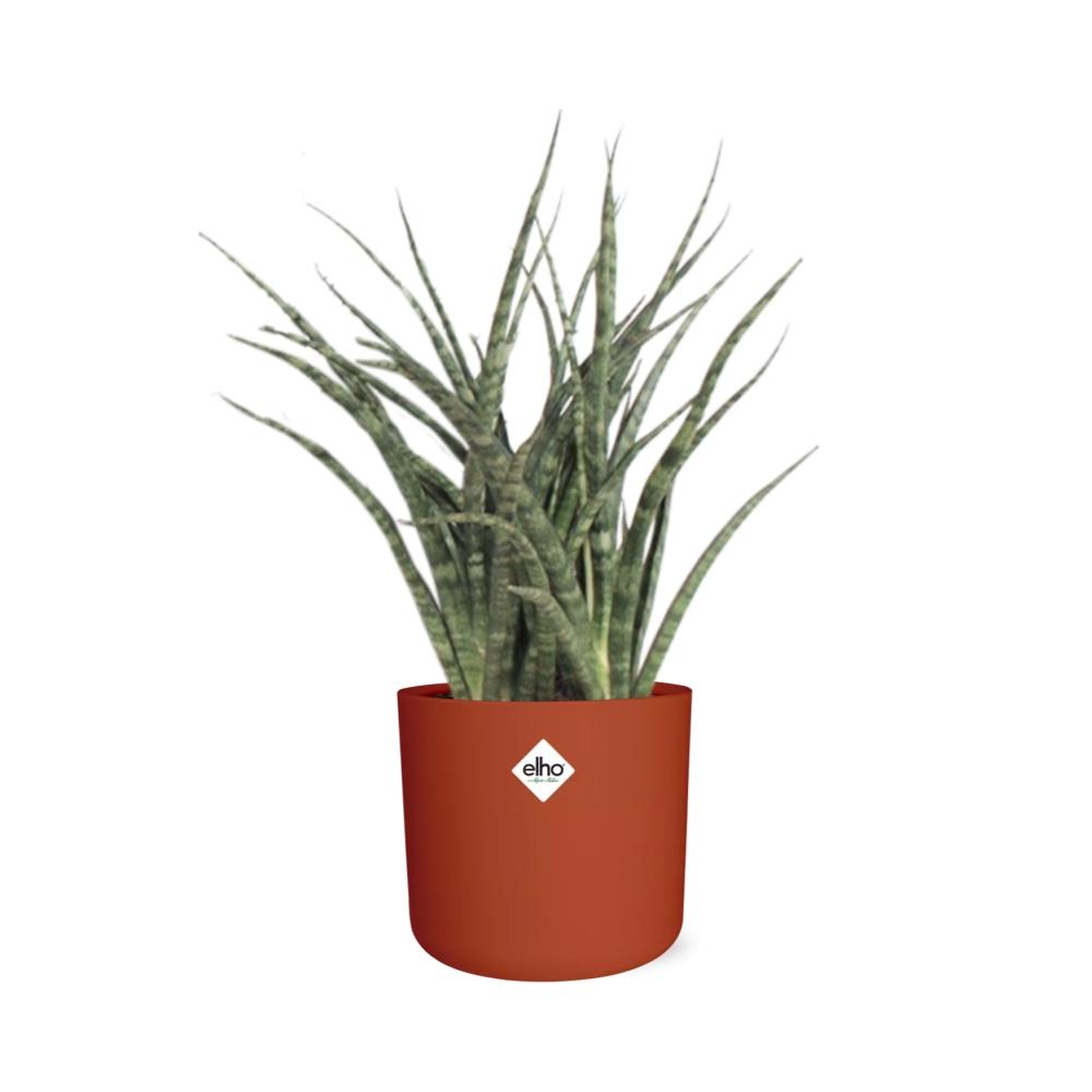 Sansevieria Fernwood Punk in ELHO b.for soft rond 14cm brique