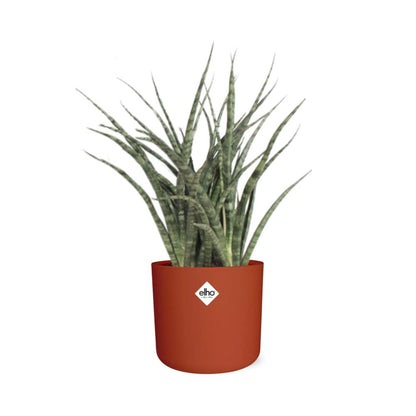 Sansevieria Fernwood Punk in ELHO b.for soft rond 14cm brique