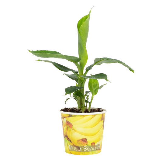 Zwergbanane 'Tropicana' – Tropische Zimmerpflanze Ø12cm