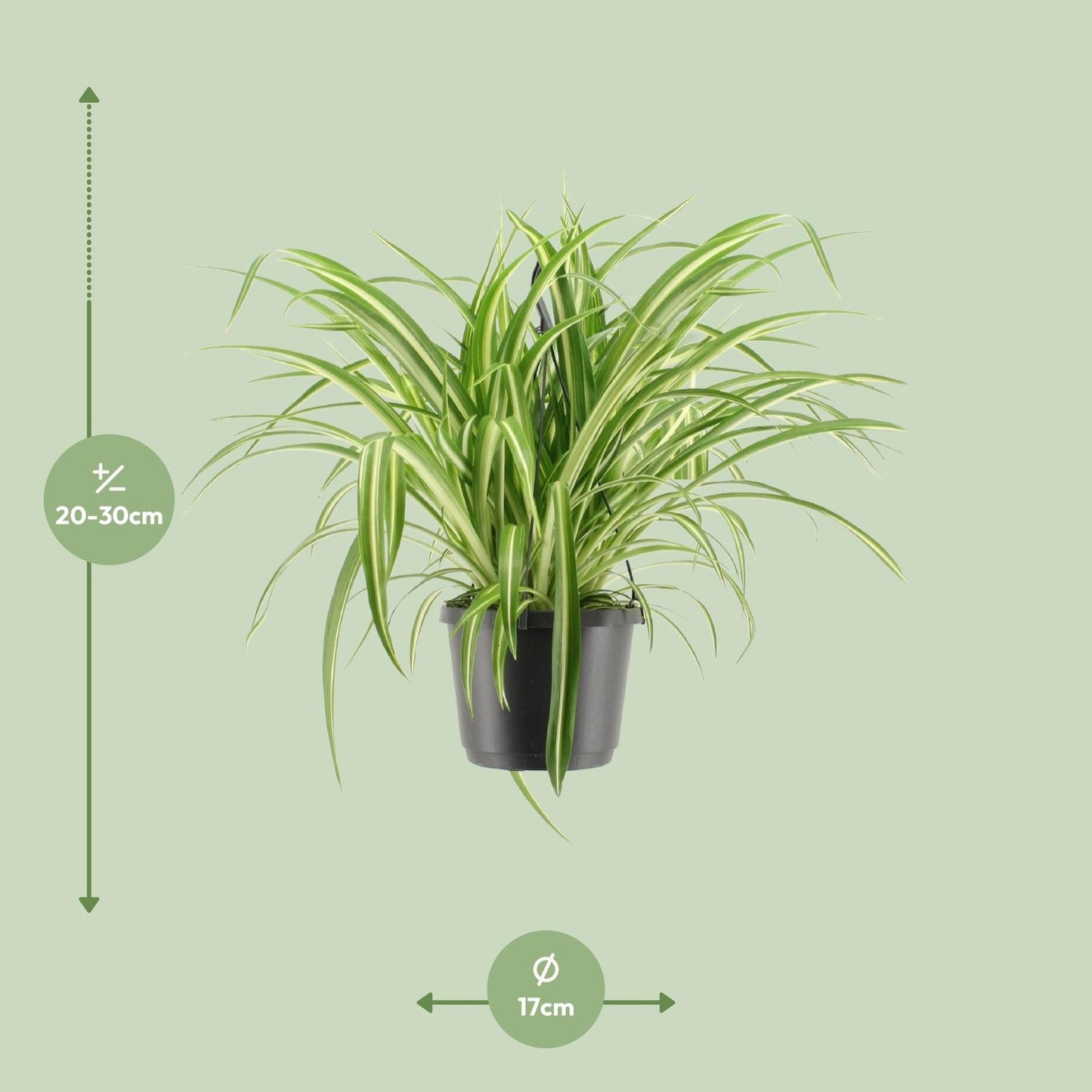 Chlorophytum comosum Variegatum – Pflegeleichte Hängeampel Ø17cm