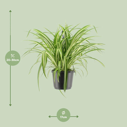 Chlorophytum comosum Variegatum – Pflegeleichte Hängeampel Ø17cm