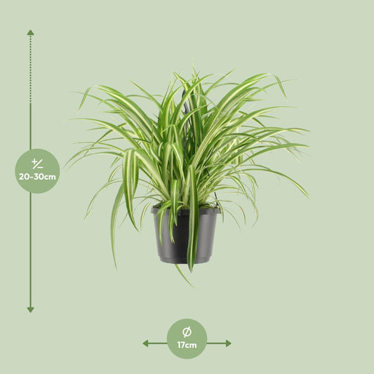 Chlorophytum comosum Variegatum – Pflegeleichte Hängeampel Ø17cm