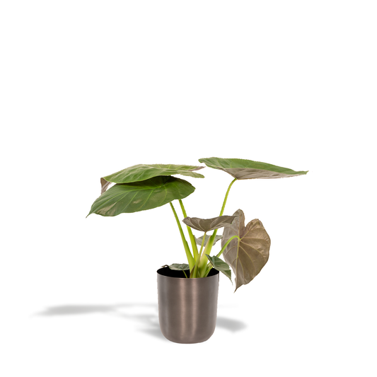 Alocasia Wentii – Elefantenohr Zimmerpflanze Ø19cm, 65cm hoch