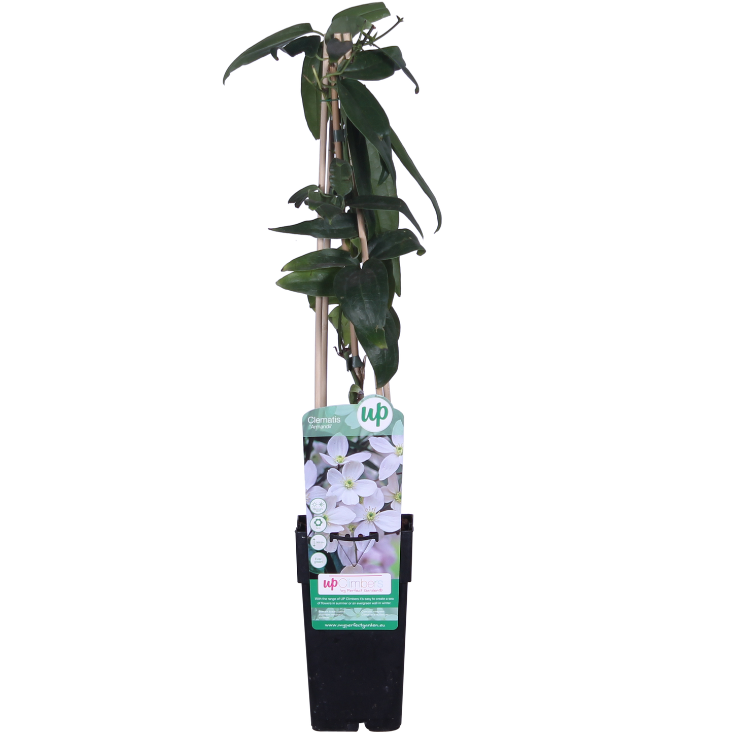 Clematis armandii – Immergrüne, duftende Kletterpflanze Ø15cm