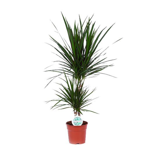 Dracaena Marginata – Pflegeleichter Drachenbaum Ø17cm, 75cm hoch