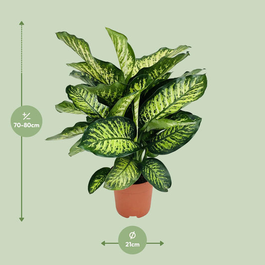 Dieffenbachia Camilla – Pflegeleichte und luftreinigende Zimmerpflanze Ø21cm