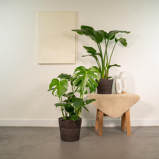 Zimmerpflanzen-Set: Strelitzia Nicolai & Monstera Deliciosa mit Korb