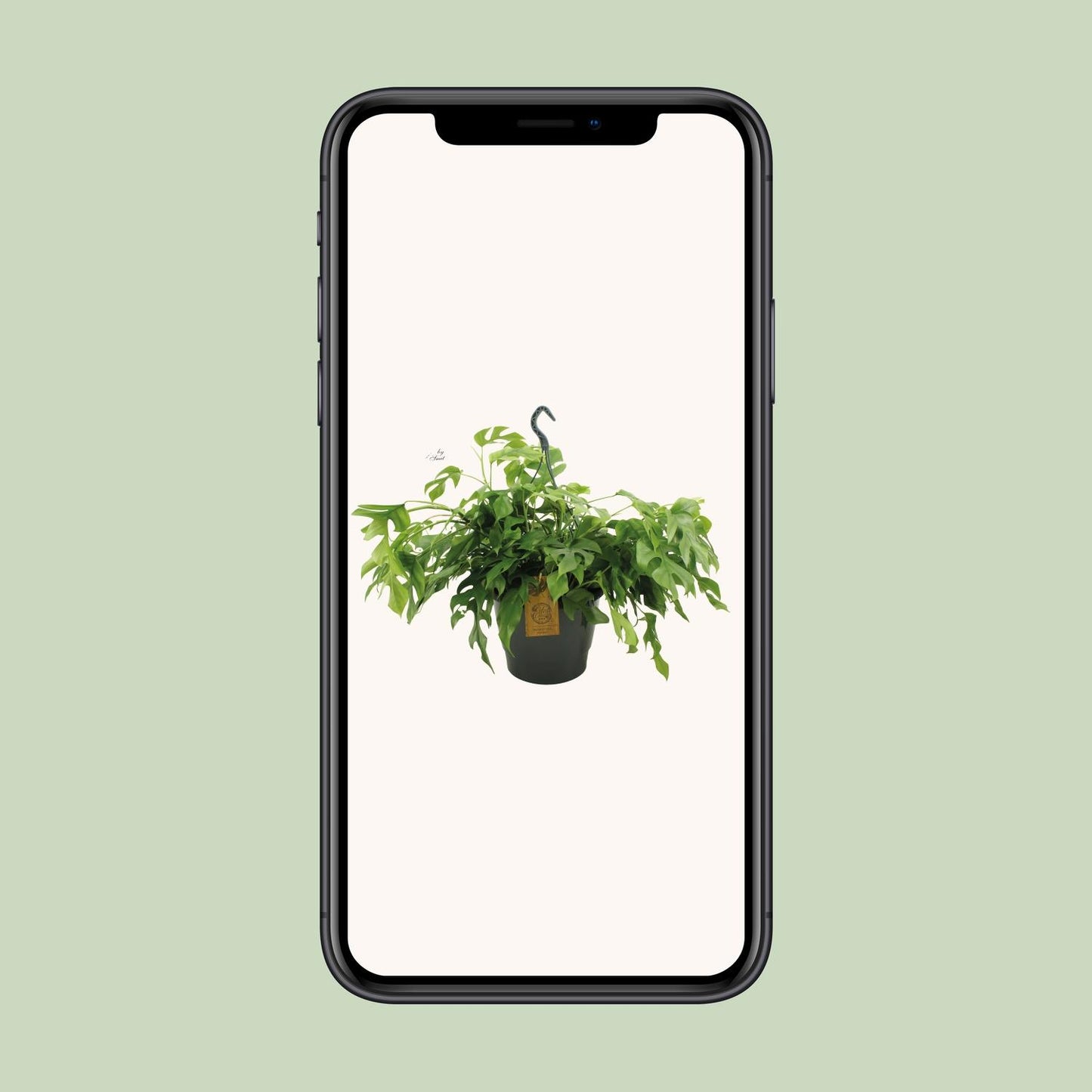 Monstera Minima – Pflegeleichte Kletterpflanze für Zuhause