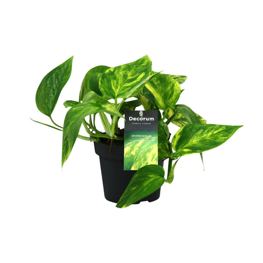 Efeutute Pinnatum HiColor – Exotische & pflegeleichte Zimmerpflanze Ø12cm