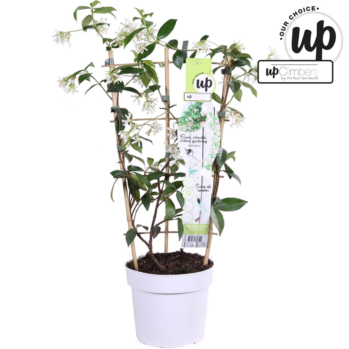 Trachelospermum 'Star of Venice' – Toskanischer Jasmin Weiß Ø15cm, ca. 65cm