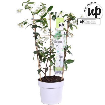 Trachelospermum 'Star of Venice' – Toskanischer Jasmin Weiß Ø15cm, ca. 65cm
