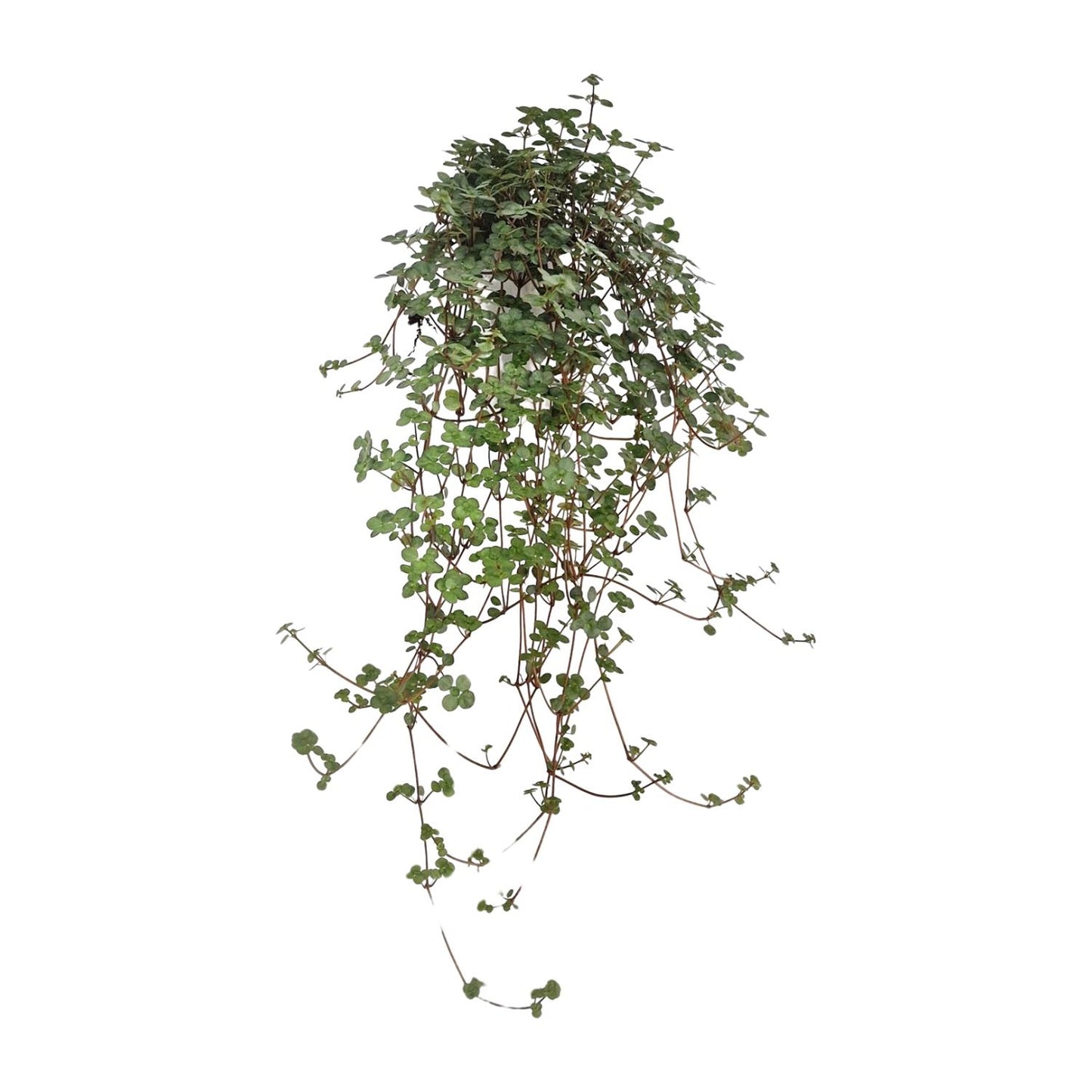 Pilea Glaucophylla – pflegeleichte Zimmerpflanze Ø11 cm