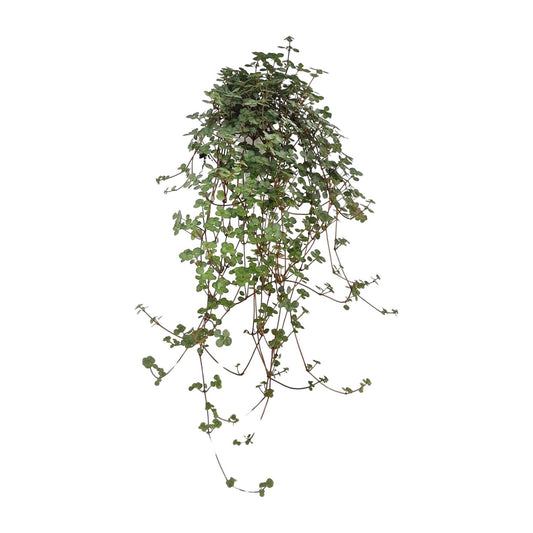 Pilea Glaucophylla – pflegeleichte Zimmerpflanze Ø11 cm