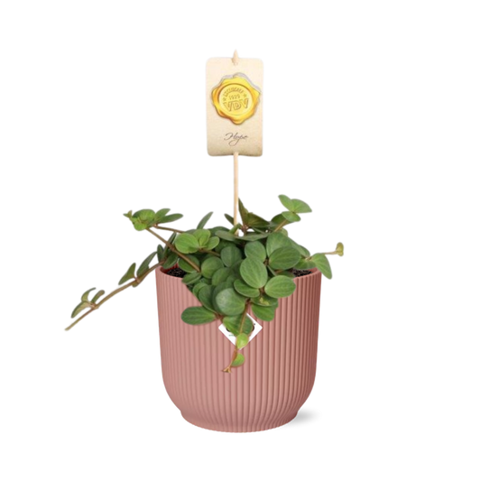 Peperomia ‘Hope’ – Pflegeleichte Zimmerpflanze im ELHO Vibes Topf