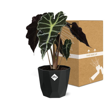 Alocasia ‘Polly’ – Tropische, pflegeleichte Zimmerpflanze im 14cm Topf