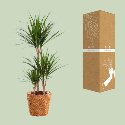 Dracaena Marginata – Pflegeleichter Drachenbaum Ø21cm, 95cm hoch