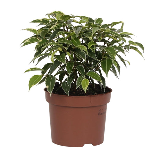 Ficus Benjamina Kinky – Pflegeleichte Zimmerpflanze Ø12cm
