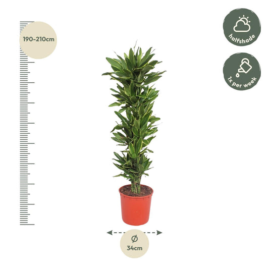 Dracaena Golden Coast – Elegante und pflegeleichte Zimmerpflanze 200 cm