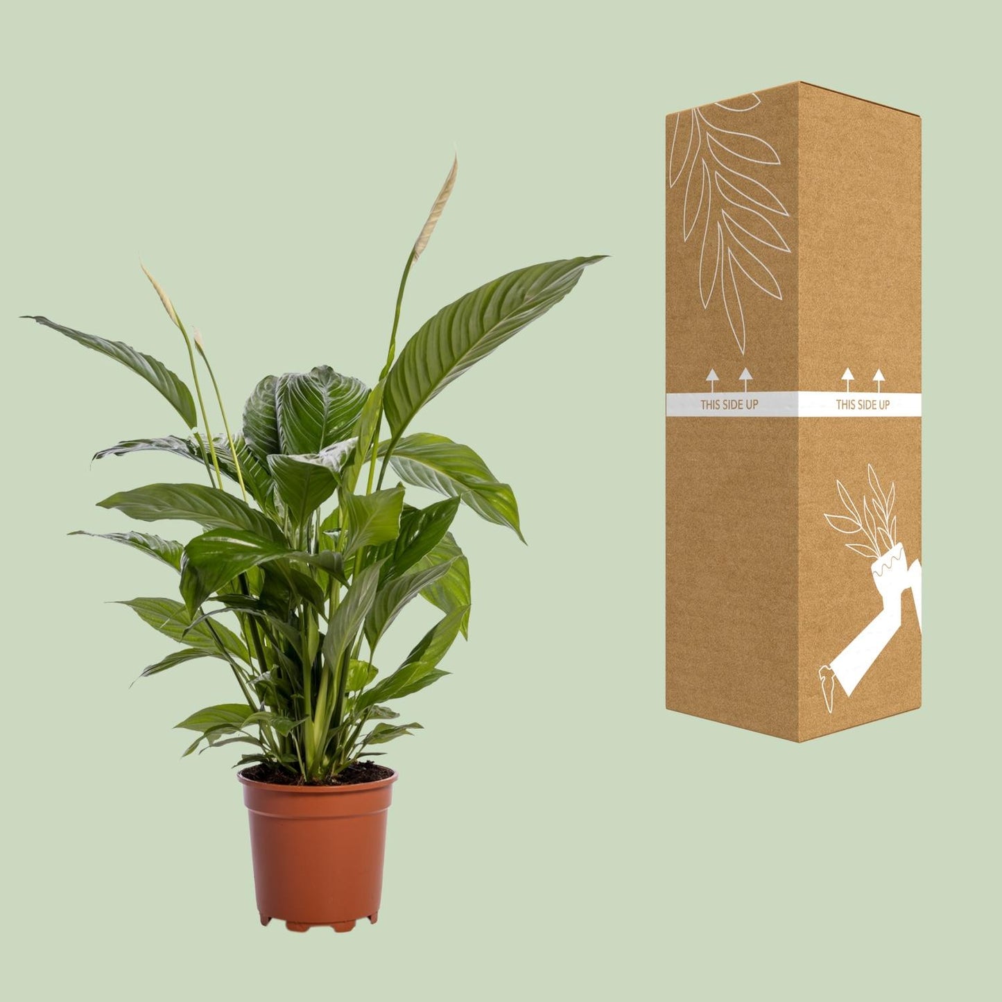 Spathiphyllum Bingo Cupido – Pflegeleichte Friedenslilie Ø19cm