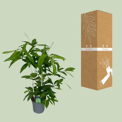 Dracaena Surculosa – Elegante, pflegeleichte Zimmerpflanze Ø17cm