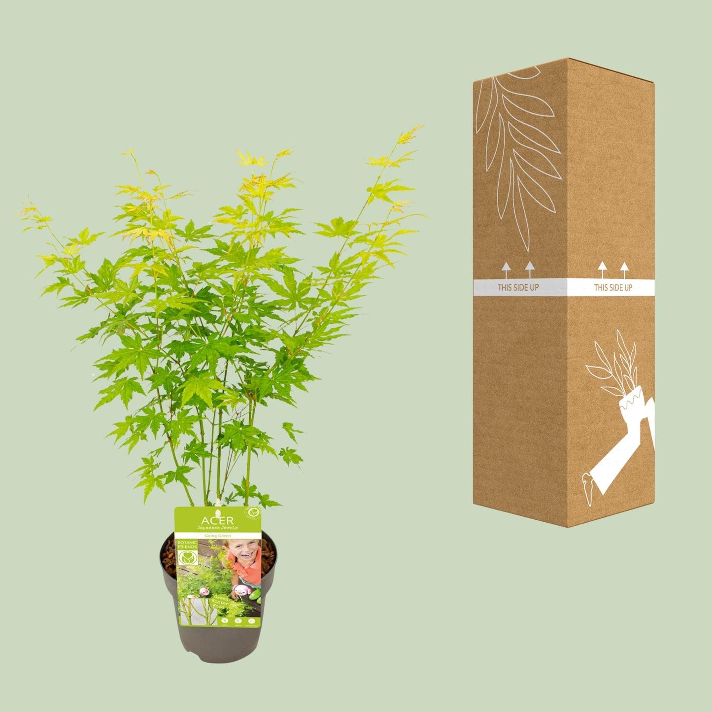 Acer palmatum Going Green – Kompakter Japanischer Ahorn Ø15cm