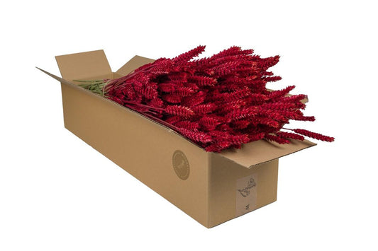 Getrocknete Weizenblumen (Triticum) – Rot – 4er Set – 60 cm