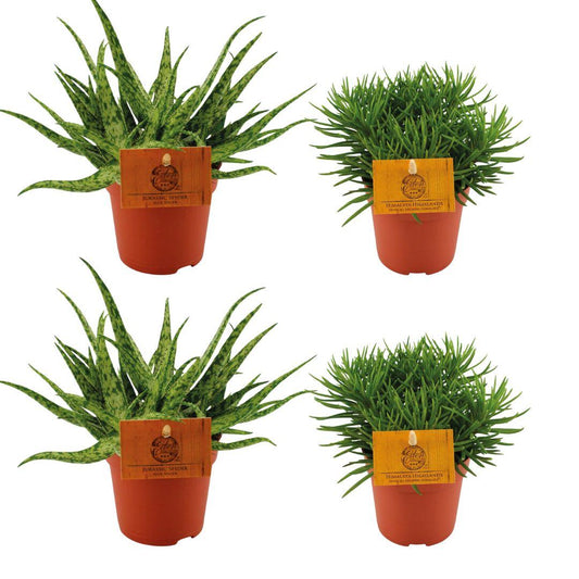 4er Set Aloe Spider & Senecio Himalaya – Pflegeleichte Sukkulenten
