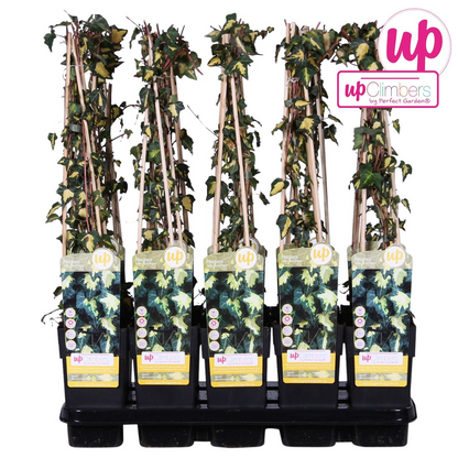 Hedera helix 'Goldheart' – Pflegeleichte Efeupflanze Ø15cm