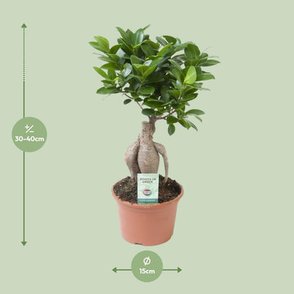 Ficus Ginseng – Pflegeleichter Zimmerbaum Ø15 cm
