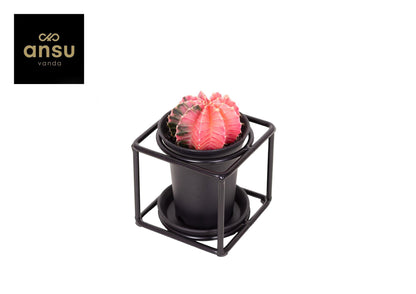 Rosa Kaktus im modernen Designrahmen Ø10cm