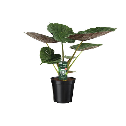 Alocasia Wentii – Elefantenohr Zimmerpflanze Ø19cm, 70cm hoch
