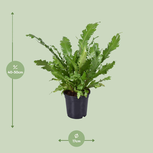 Asplenium Nidus – Nestfarn Ø17cm, ca. 45cm hoch