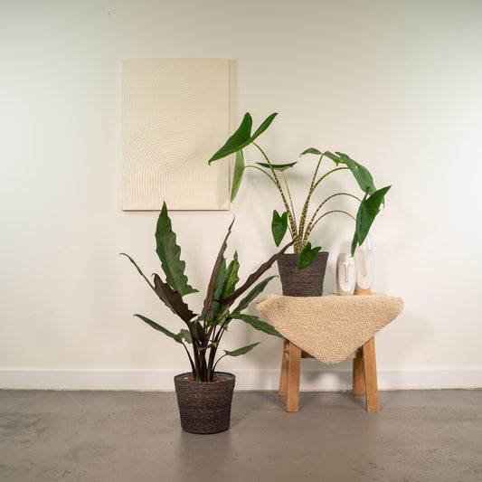 Alocasia Zebrina & Lauterbachiana – Exotisches Pflanzenduo Ø19cm