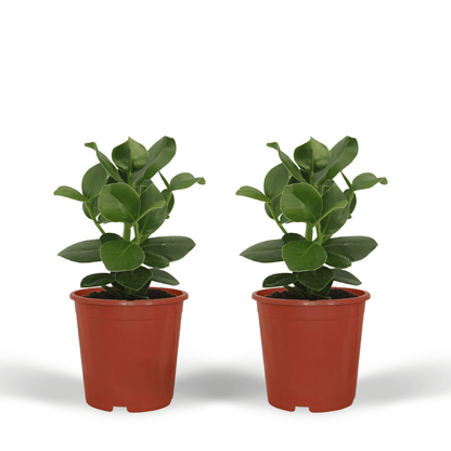 Clusia Princess Zimmerpflanze – 2er Set, Ø12cm, ca. 15cm hoch