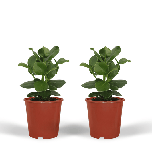 Clusia Princess Zimmerpflanze – 2er Set, Ø12cm, ca. 15cm hoch