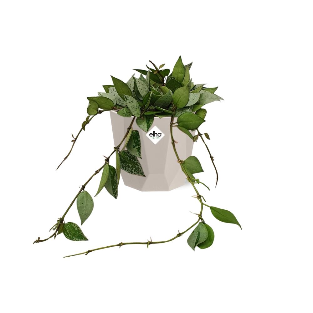Hoya Krohniana Eskimo – Pflegeleichte Wachsblume 14 cm