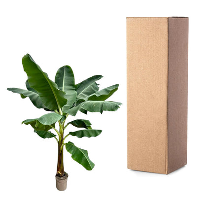 Bananenpflanze (Musa) – 250 cm, Ø 30 cm