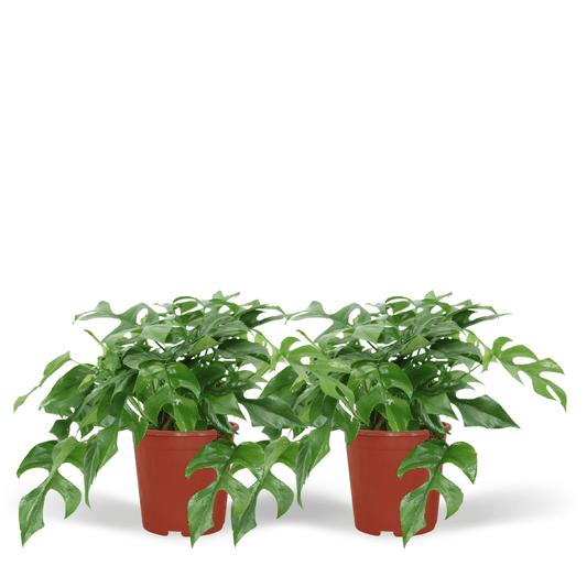 Monstera Minima – 2er-Set, kompakte Zimmerpflanze Ø15cm