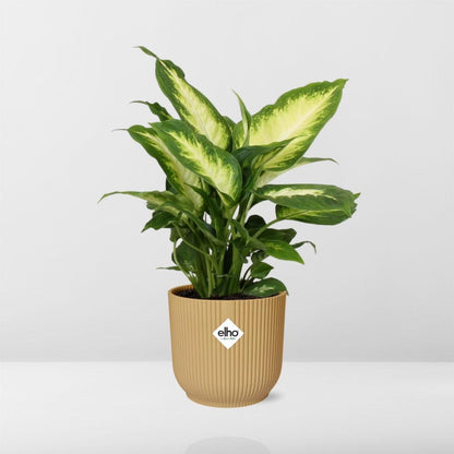 Dieffenbachia ‘Camilla’ im ELHO Vibes Fold 14cm Gelb