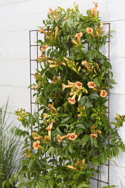 Campsis Indian Summer – Trompetenblume Orange Ø15cm