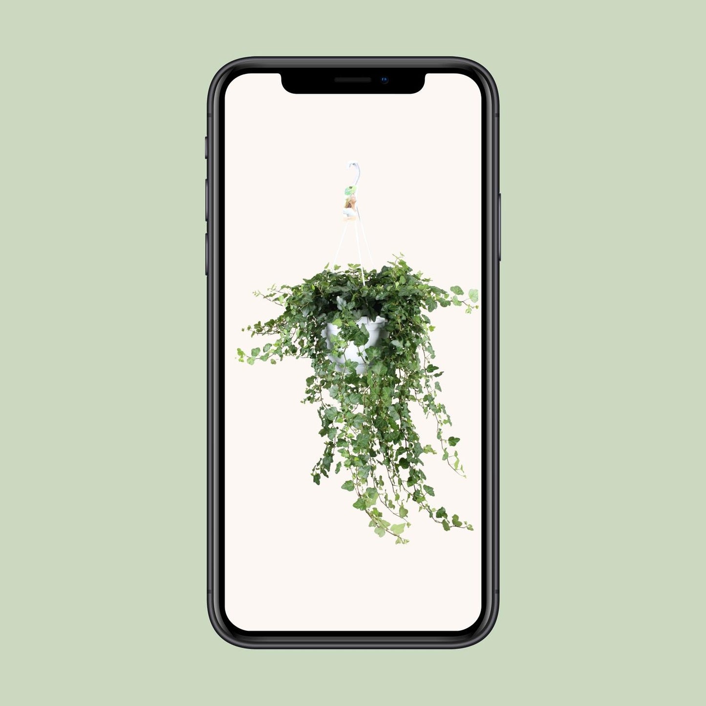 Efeu Wonder Green – Pflegeleichte Zimmerpflanze Ø24cm