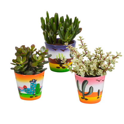 Crassula-Mix 3er Set in handbemalter Vase