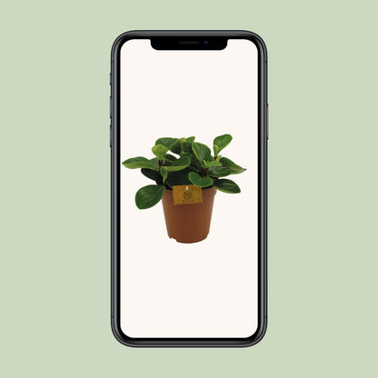 Peperomia Red Canyon – Pflegeleichte Zimmerpflanze Ø15cm