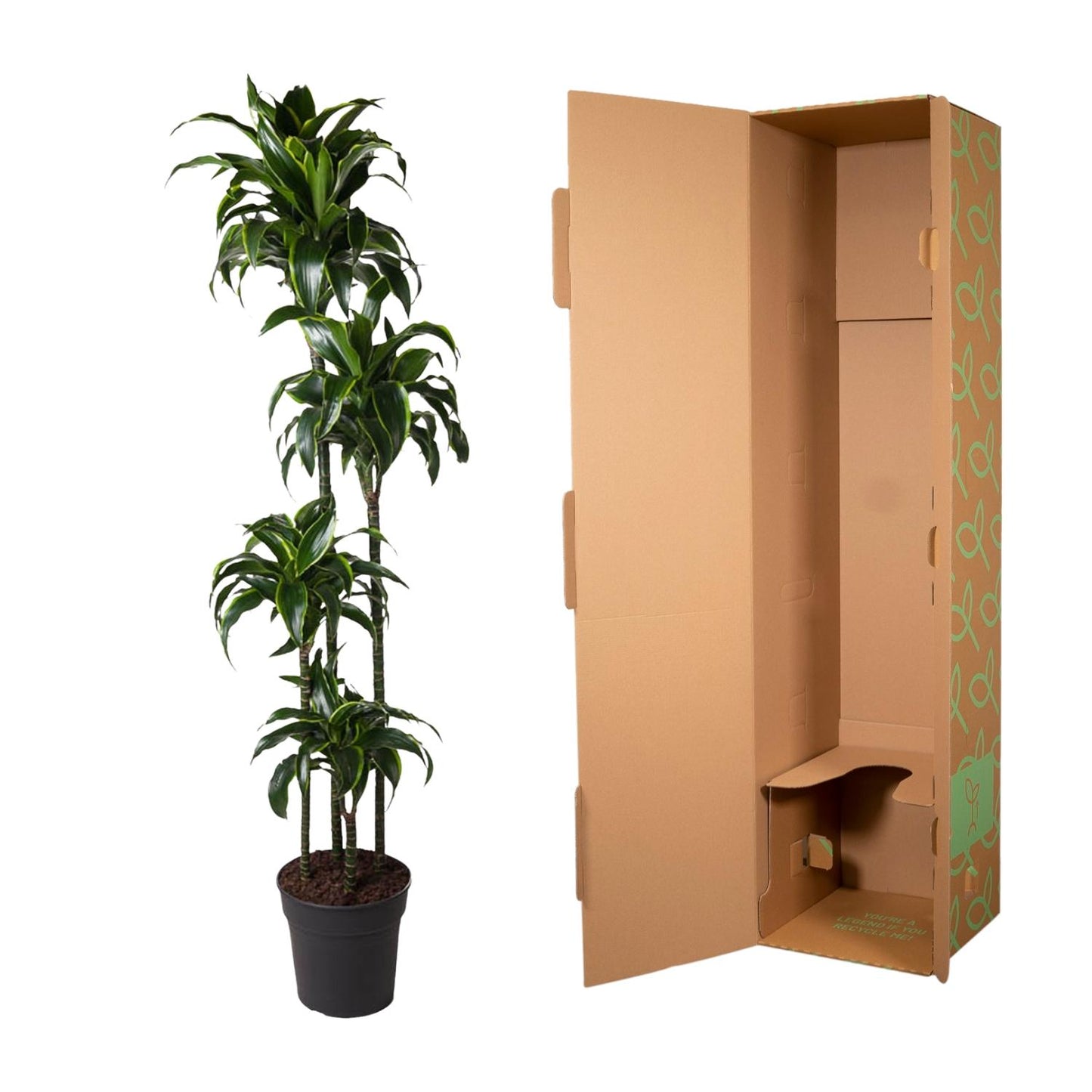 Dracaena Dorado – 170 cm – pflegeleichte Zimmerpflanze