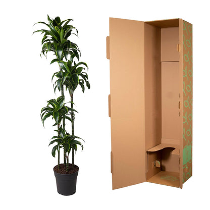 Dracaena Dorado – 170 cm – pflegeleichte Zimmerpflanze